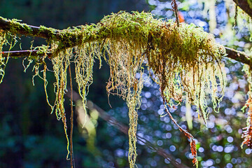 tree branches covered with moss