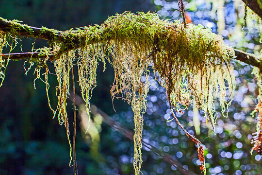 tree branches covered with moss