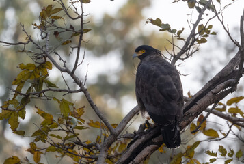 Portrait of Crested Serpent Eagle (Spilornis cheela) perching on tree and looking for prey