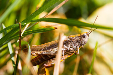 Feldheuschrecke
