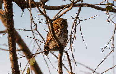 The Jungle Owlet (Glaucidium radiatum), or barred jungle owlet, is found in the Indian Subcontinent Perched on tree Brach in Rajaji National Park, Haridwar, Uttarakhand