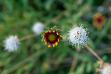 dandelion in the grass - Gaillardia pulchella
