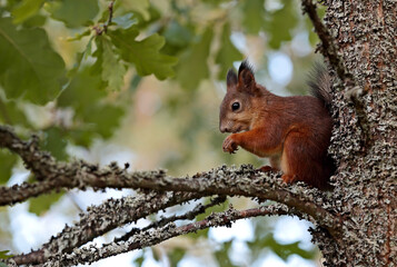 A squirrel eating an acorn on a branch of an oak tree
