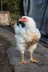 Home grown white and gray yard chicken looking into the camera side profile