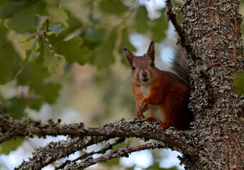 Naklejka na ściany i meble A cute squirrel looking for something to eat on a branch of an oak tree
