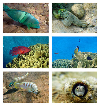 Collage of tropical exotic fishes inhabiting coral reefs at the Red Sea and tourist resort beaches at Middle East
