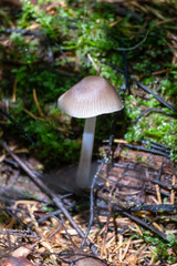 Toadstool mushroom in in moss on a fallen tree. Mushrooms close-up. nature background. forest.