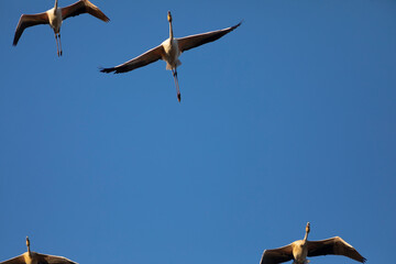 Flamencos comunes (Phoenicopterus roseus) volando en el Parc Natural dels Aiguamolls de l'Empordà...