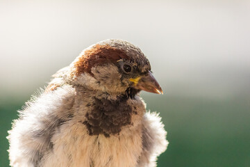 Male house sparrow. This bird is found in Europe and Asia. The bird is basking in the sun.