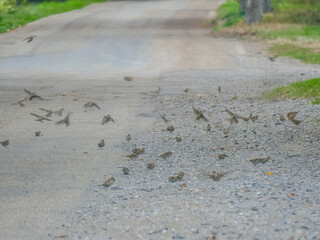 Viele Spatzen inmitten der Strasse