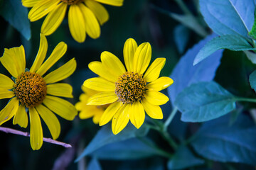 Yellow daisies with against a background of green leaves.