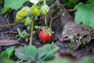One single red strawberry in the garden.