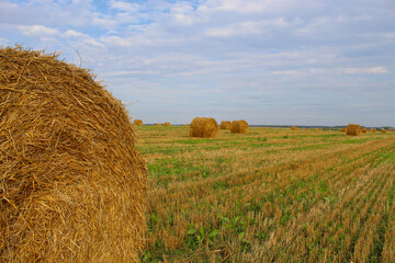 a large roll of hay (straw) in the field, can be used as a desktop screensaver or background image