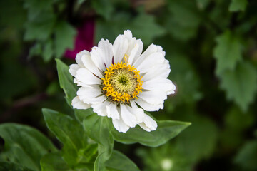 White gerbera with a yellow beautiful core against a background of green leaves.