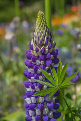 Obraz premium Lupine