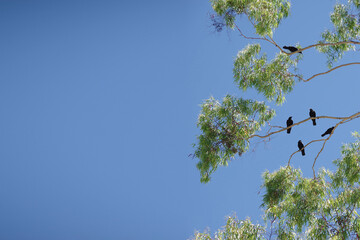 Low angle view of a flock of black crows sitting high up on the branches of an eucalyptus tree under a bright blue sky