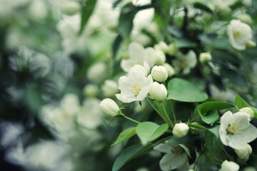 Flowers of apple