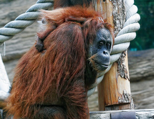 mother orangutan with her cute baby © Raisa Kanareva