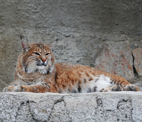 Obraz premium lynx , summer day in zoo
