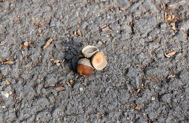 Żołędzie © Iwona