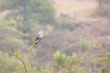 Paloma torcaz (Columba palumbus) en la niebla