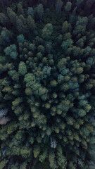 green tops of the pine forest