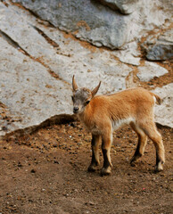 little baby goats on field in spring