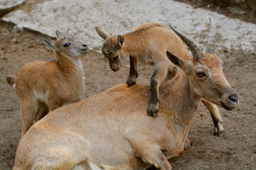 mountain goat family