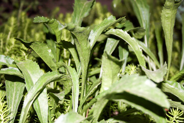 Obraz premium leaves