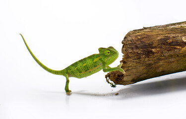 Curious baby chameleon (Yemeni cone-head chameleon) on a white background