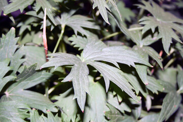 Obraz premium leaves