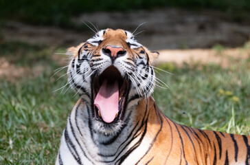 Indian Bengal Tiger (Panthera tigris) in natural habitat shot in the Jungles of Karnataka, India