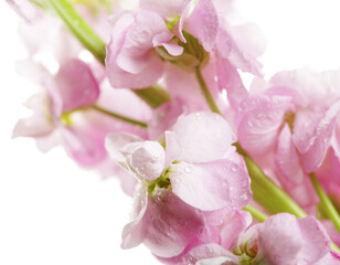 Fototapeta na wymiar pink flowers close up