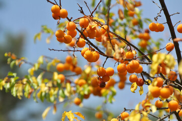 On the branch ripen fruits of plums (Prunus cerasifera).