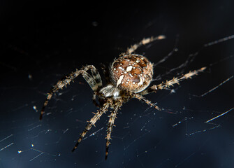 Closeup of spider on web on black background, macro