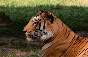 Fototapeta na wymiar Indian Bengal Tiger (Panthera tigris) in natural habitat shot in the Jungles of Karnataka, India
