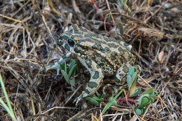 Frosch in der Wildnis