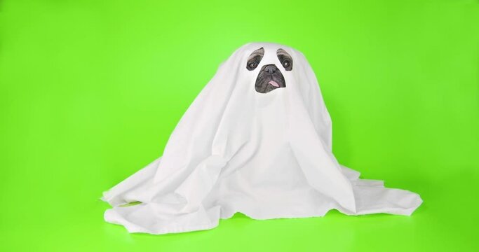 Ghost dog. Cute pug dog under the white sheet, blanket as funny halloween ghost costume. Green screen. Funny halloween concept
