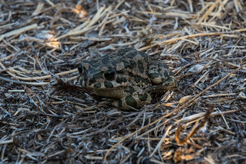 Frosch in der Wildnis