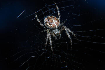 Closeup of spider on web on black background, macro