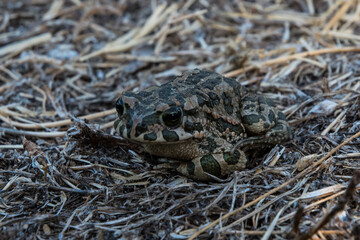 Frosch in der Wildnis