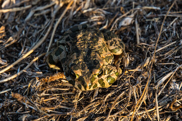 Frosch in der Wildnis