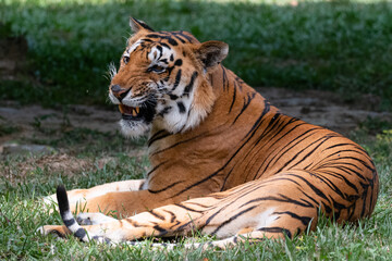 Indian Bengal Tiger (Panthera tigris) in natural habitat shot in the Jungles of Karnataka, India