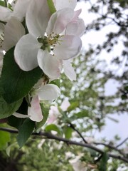 apple tree blossom