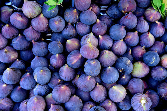 Fresh harvested raw Turkish figs in a farmers market, Istanbul, Turkey