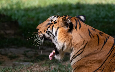 Indian Bengal Tiger (Panthera tigris) in natural habitat shot in the Jungles of Karnataka, India
