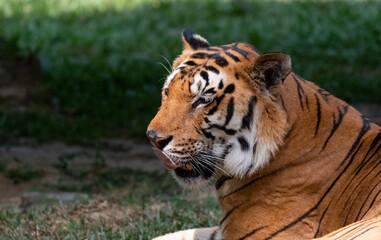 Indian Bengal Tiger (Panthera tigris) in natural habitat shot in the Jungles of Karnataka, India