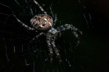 Closeup of spider on web on black background, macro
