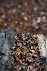 Dry fallen leaves on an old log footbridge. Natural texture of tree bark in the autumn forest. Indian summer, fall season, hiking concept.