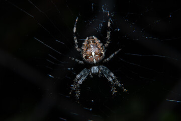 Closeup of spider on web on black background, macro